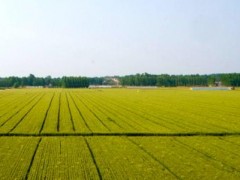 湘潭市統(tǒng)籌推進全市農(nóng)村房地一體確權(quán)登記頒證工作